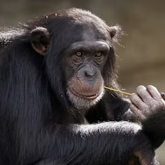 The list of animals that have already entered the ‘Stone Age’ and use their own tools