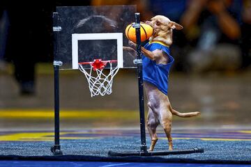 Los Warriors y los Wolves jugaron ayer, en el Chase Center de San Francisco, el cuarto partido de las semifinales de la Conferencia Oeste de la NBA, con triunfo visitante (110-117). Los de Minnesota, con 1-3 en la serie, están a un paso de la final de conferencia. Scooby tuvo su momento de protagonismo durante el encuentro para demostrar sus habilidades baloncestísticas.