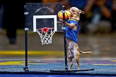 Los Warriors y los Wolves jugaron ayer, en el Chase Center de San Francisco, el cuarto partido de las semifinales de la Conferencia Oeste de la NBA, con triunfo visitante (110-117). Los de Minnesota, con 1-3 en la serie, están a un paso de la final de conferencia. Scooby tuvo su momento de protagonismo durante el encuentro para demostrar sus habilidades baloncestísticas.  