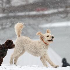 What are the dog breeds considered aggressive in the USA?