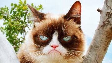 Grumpy Cat