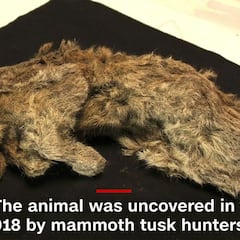 Esparta, el cachorro de león cavernario de 28.000 años encontrado en el permafrost siberiano