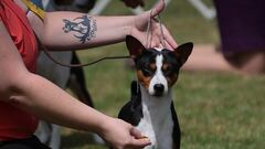 Un perro de la raza basenji.