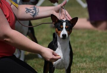 Un perro de la raza basenji.