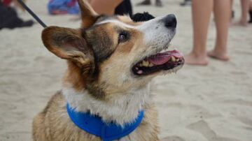 Una imagen de archivo de un perro en la playa