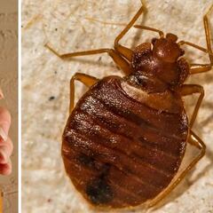 Chinches en CDMX: ¿cómo protegerte de las plagas y cuáles son los mejores remedios caseros?