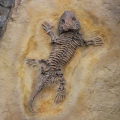 Un estudio desvela la causa de la primera extinción masiva de la Tierra