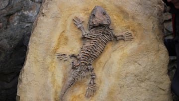 A study by Virginia Tech states that there was a mass extinction that occurred before those previously known and it explains how it occurred.