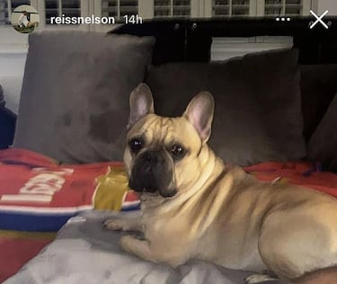 Un futbolista del Arsenal, a juicio por el ataque violento de su perro a su masajista