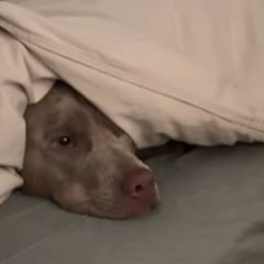 El adorable perro que demuestra habilidades cuestionables para esconderse aunque ha conquistado internet al completo