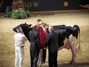 Los 10 animales más caros del mundo