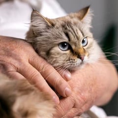 El curioso significado de las personas que siempre acarician a las gatos, según la psicología