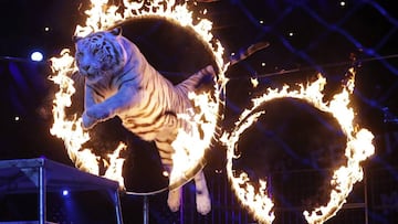 Madrid no tendrá circos con animales.
