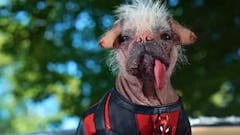 ‘Deadpool 3′ contará con el perro más feo del mundo y vuelve a retrasar su fecha de estreno