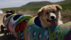 National Pet Day 2024: How much do Americans spend on their dogs each year?