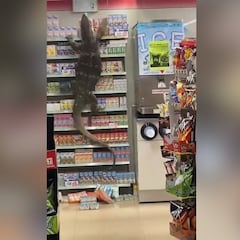 Un lagarto gigante se cuela en un supermercado de Tailandia