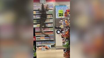 Un lagarto gigante es captado dentro de un supermercado