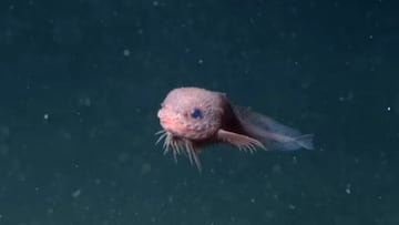 Snailfish