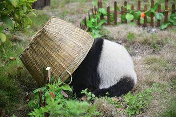 Los pandas se divierten jugando al fútbol en la reserva de Shenshuping.