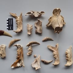 Hallan dos nuevas especies de tigre