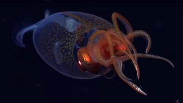 Colossal squid videod for the first time