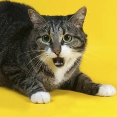 Un estudio desvela el secreto mejor guardado de los gatos