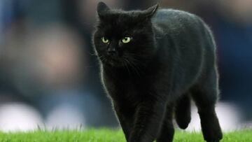 Los análisis del primer gato con COVID en España revelan que los felinos no contagian