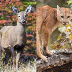 Ni el puma, ni las serpientes: este pequeño animal es el más peligroso de Chile según la IA