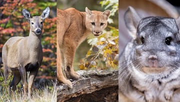 Ni el puma, ni las serpientes: este pequeño animal es el más peligroso de Chile según la IA