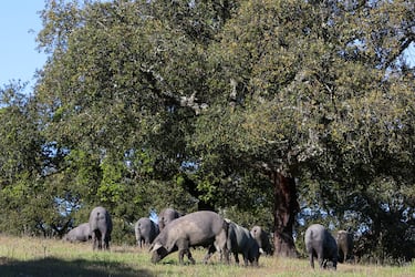 Exclusividad y calidad cuidada al detalle: así es el jamón ibérico de la DOP Dehesa de Extremadura