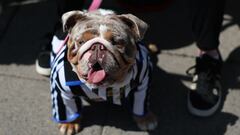 Experts reveal the 6 sounds that stress out your dog the most