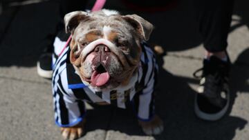 Soccer Football - Premier League - Newcastle United v Everton - St James' Park, Newcastle, Britain - May 25, 2025 A pet dog wearing a Newcastle United jersey outside the stadium before the match Action Images via Reuters/Lee Smith EDITORIAL USE ONLY. NO USE WITH UNAUTHORIZED AUDIO, VIDEO, DATA, FIXTURE LISTS, CLUB/LEAGUE LOGOS OR 'LIVE' SERVICES. ONLINE IN-MATCH USE LIMITED TO 120 IMAGES, NO VIDEO EMULATION. NO USE IN BETTING, GAMES OR SINGLE CLUB/LEAGUE/PLAYER PUBLICATIONS. PLEASE CONTACT YOUR ACCOUNT REPRESENTATIVE FOR FURTHER DETAILS..