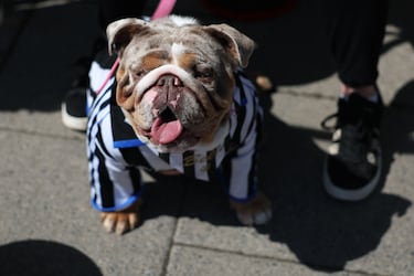 Vegan dogs? Here’s what science says about this type of food for man’s best friend