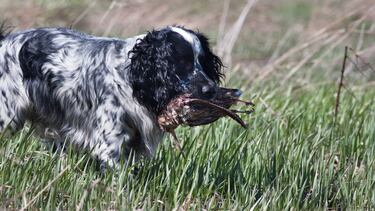 La dama protagonista de la caza menor: La becada