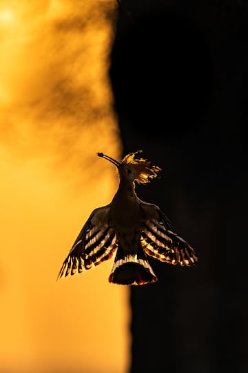 Categoría: Aves en vuelo. GANADORA DEL PREMIO DE ORO.
El fotógrafo capturo un momento de una abubilla euroasiática con sus alas extendidas en un movimiento suave sobre el lienzo del cielo matutino iluminado por los brillantes tonos del amanecer. Oscuridad y luz, que representa los lados contrastantes de la existencia, una composición singular que encapsula la esencia de la belleza y la gracia de la abubilla. 