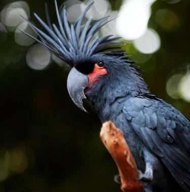 Los 10 animales más caros del mundo