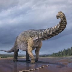 Australotitan, el dinosaurio más grande de Australia: 25 metros de largo