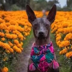 Conoce la leyenda del perro Xoloitzcuintle y por qué está relacionado con el Día de los Muertos