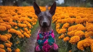 Xoloitzcuintle Día de Muertos