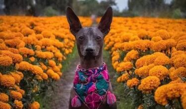 Día de Muertos 2023: origen y significado del perro Xoloitzcuintle
