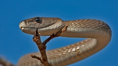 Thought it was a delivery: It was a giant snake that rang the doorbell instead