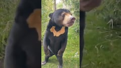 Vídeo: Así es el oso malayo “falso” del zoológico de China