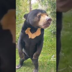 Vídeo: Así es el oso malayo “falso” del zoológico de China