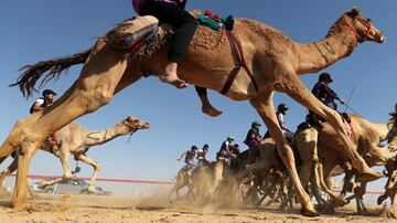 Carrera de camellos durante el Festival Sheikh Sultan Bin Zayed al-Nahyan, en el hipódromo de Shweihan en al-Ain en las afueras de Abu Dhabi.