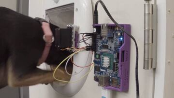 Esta IA te avisará cuando tu mascota sale de casa