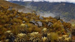 14 de Mayo de 2013. Güican, Boyaca.
De acuerdo con los últimos estudios científicos del Ideam, en menos de 20 años los colombianos serán testigos de la desaparición de sus glaciares, grandes montañas de hielo que para sus pobladores cercanos representan un territorio sagrado, más que un atractivo turístico. Conozca algunas percepciones de quienes conviven junto al Nevado del Cocuy, hoy el único glaciar que podría mantenerse un poco más de dos décadas, a diferencia de otros picos colombianos.  Fotos  Colprensa / Luisa González.
