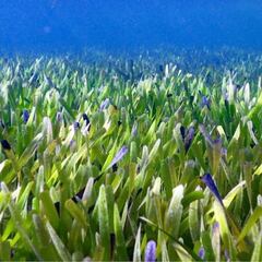 Encuentran la planta más grande del mundo