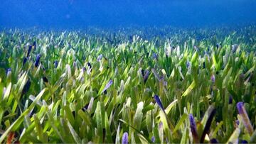 Hierba de cinta, Posidonia australis, pradera en Shark Bay, Australia Occidental
 RACHEL AUSTIN, UNIVERSITY OF WES
 01/06/2022