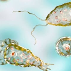 Florida confirma un nuevo caso de la ameba "comecerebros"