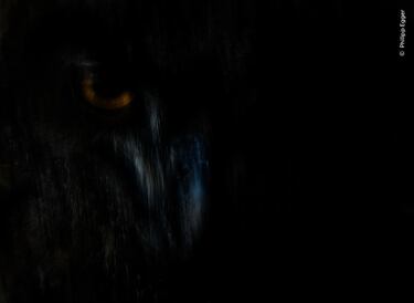  La foto de un búho real tomada por Philipp Egger ganó la categoría de 'Retratos de Animales'.